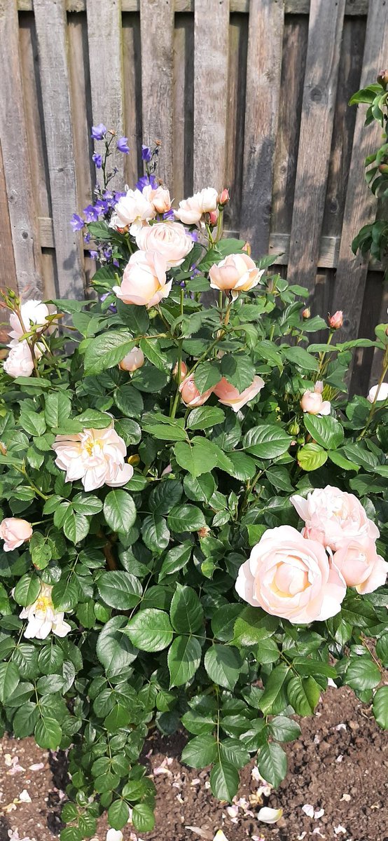 AJ78292's tweet image. Roses are spectacular this year