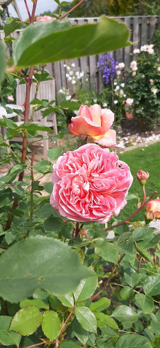 AJ78292's tweet image. Roses are spectacular this year