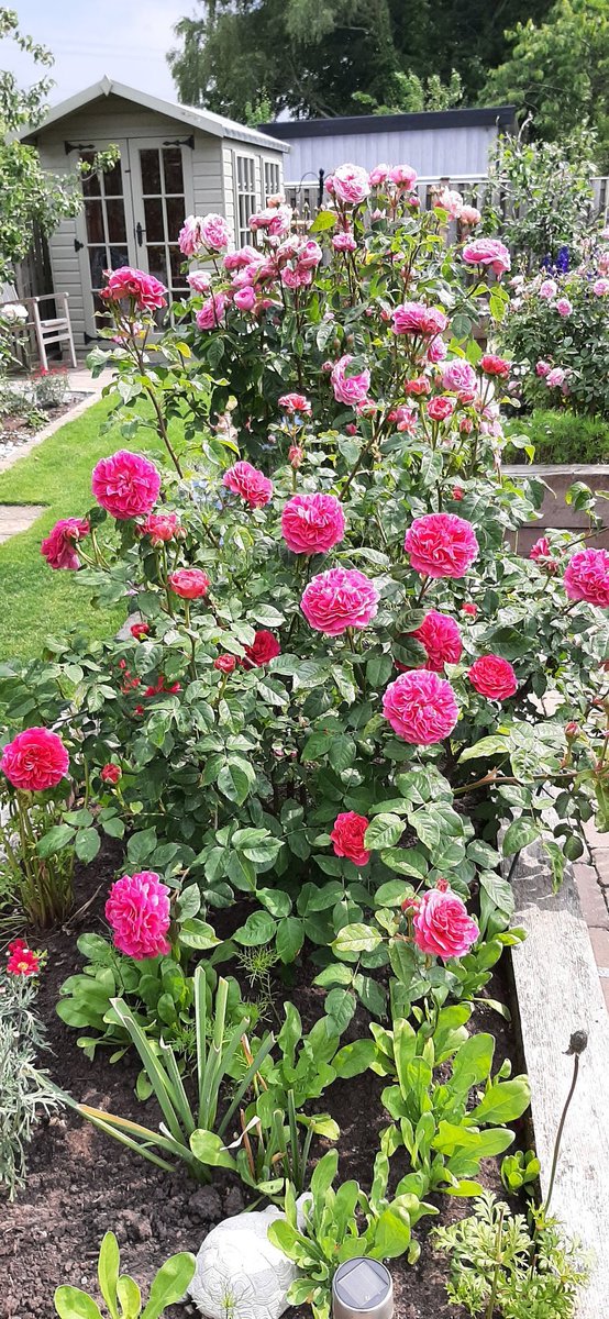 AJ78292's tweet image. Roses are spectacular this year