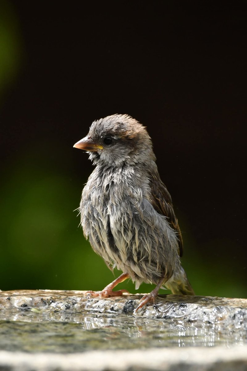 House Sparrow 
Bude Cornwall 〓〓
#Bude #Cornwall 
#HouseSparrow