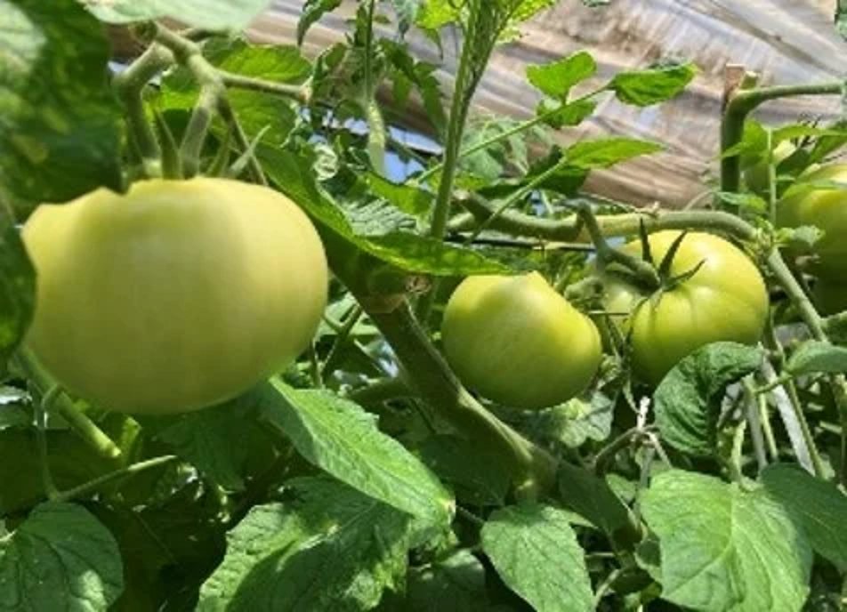 En Hokkaido (Japón), cultivan tomates todo el año usando energía geotérmica 🌱♨️
Sin gas ni carbón, solo calor del subsuelo para invernaderos sostenibles.
Agricultura local, limpia y eficiente.
#Geotermia #Sostenibilidad #AgriculturaVerde