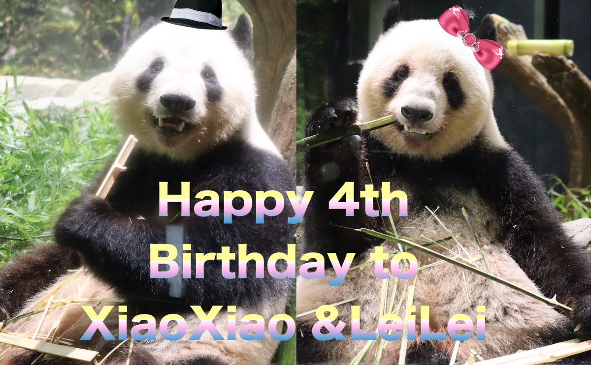 シャオシャオ&amp;レイレイ4歳のお誕生日おめでとう🐼🎉いつも可愛い笑顔を見せてくれてありがとう😊どんどん大きくなって、元気に成長していることがとても嬉しいです✨これからも幸せに楽しく過ごしてね💖
#シャオシャオ #レイレイ #上野動物園