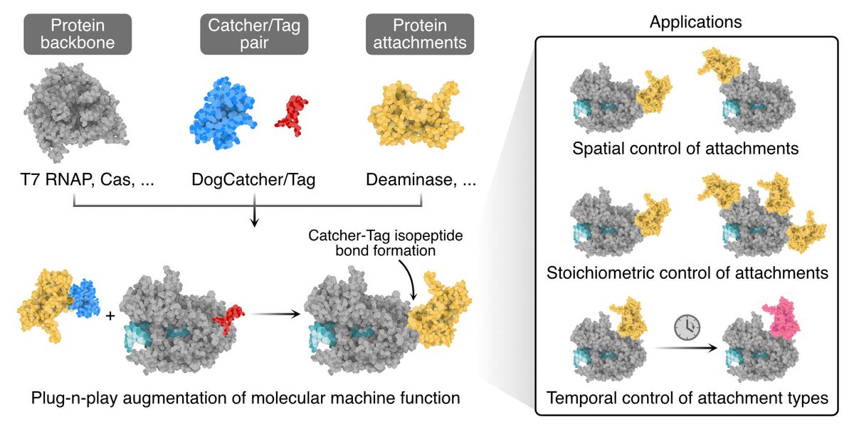 chofski's tweet image. What to agument your favourite protein with new functionalities? We've got a #biodesign workflow to help with that! In work led by Georgie Hau Sørensen we present SIMPLIFE that blends biophyscial and #ML models to extend biology in useful ways. #synbio doi.org/10.1101/2025.0…