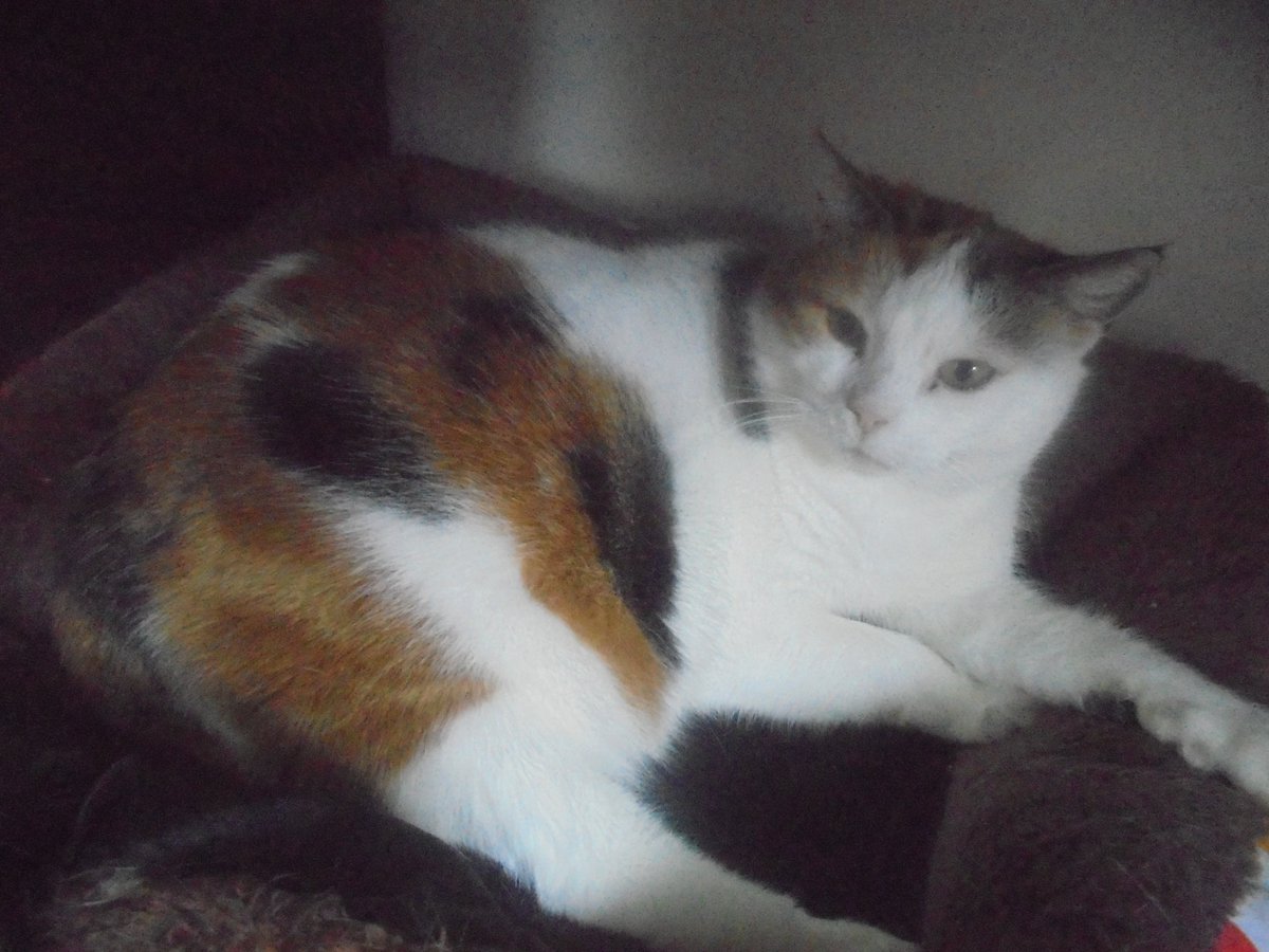 MariaAn63751239's tweet photo. Dzień dobry nasi kochani przyjaciele. Życzymy Wam pięknego, pełnego słońca i radości dnia 🤗🥰🐦🐸🐝🌼🌸🌺🐕🐈🐈‍⬛🌞 https://t.co/lsppAapkpj