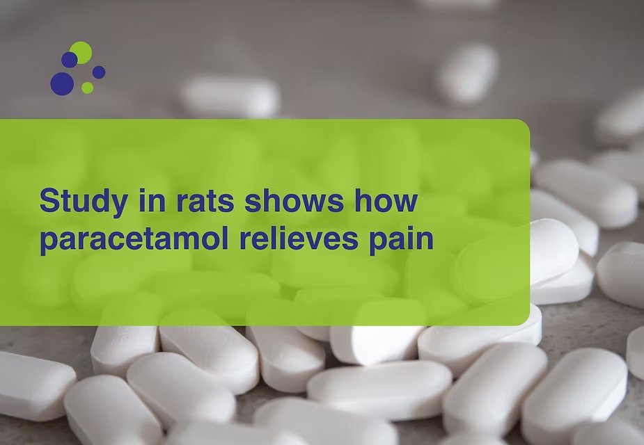 EARA_PL's tweet image. 💊 Naukowcy z @HebrewU-członka @EARA, ujawnili jak #paracetamol łagodzi #ból — nie tylko w mózgu, ale też w nerwach wykrywających ból.
Badania przeprowadzono na szczurach.
To potencjał do stworzenia nowych, bezpieczniejszych leków przeciwbólowych!
#nauka #lek #AnimalResearch