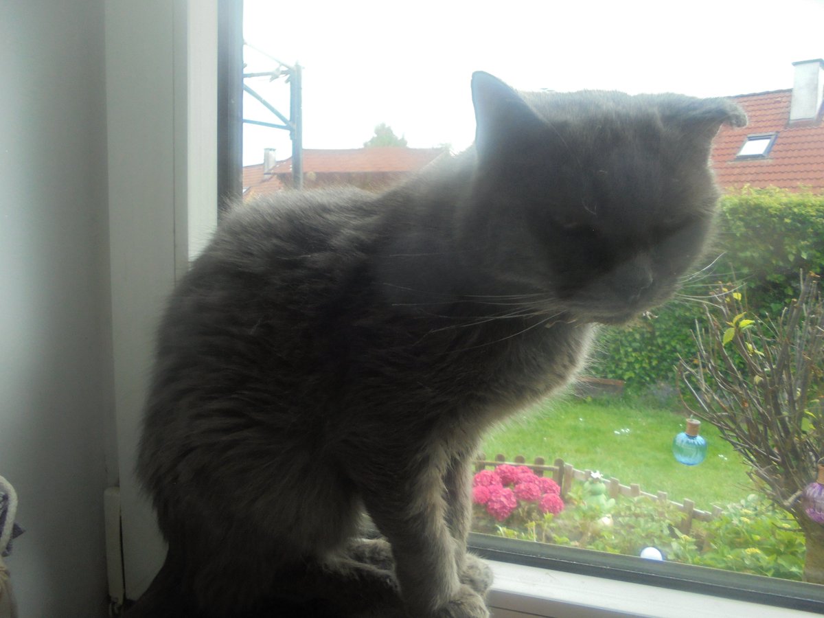 MariaAn63751239's tweet photo. Dzień dobry nasi kochani przyjaciele. Życzymy Wam pięknego, pełnego słońca i radości dnia 🤗🥰🐦🐸🐝🌼🌸🌺🐕🐈🐈‍⬛🌞 https://t.co/lsppAapkpj