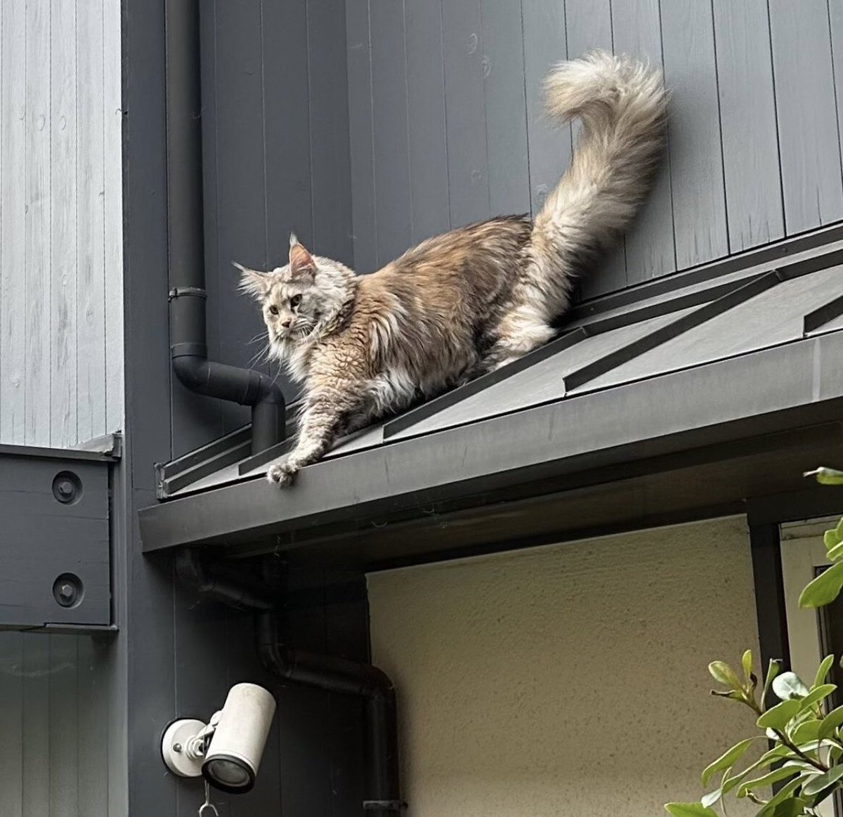 takoyakimittyan's tweet photo. 京都市左京区下鴨周辺で迷い猫ちゃん見かけたら、ご連絡してあげて下さい😢

猫ちゃん無事に早くお家な帰ってきてくれますように😿🙏🙏🙏 https://t.co/ZBNVschnFY