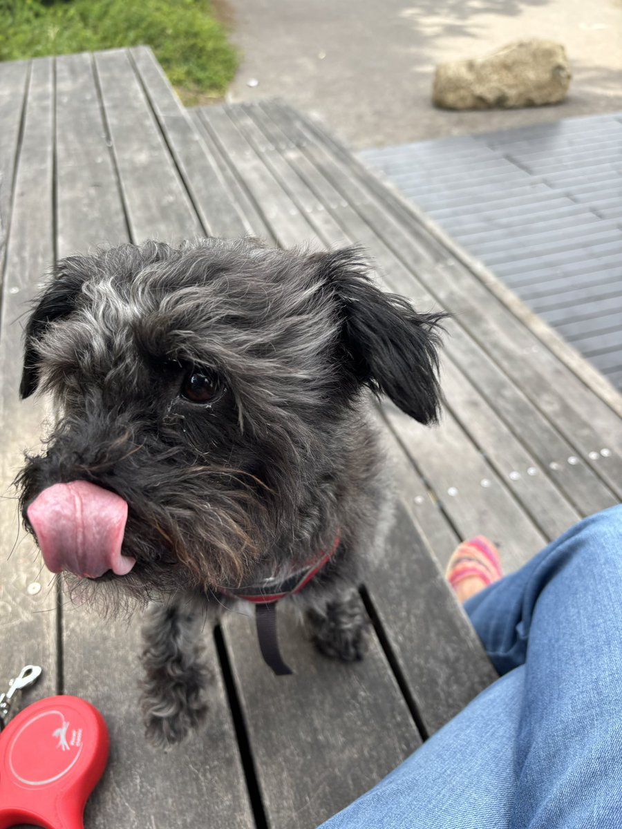 Goedemorgen! 

Vanuit een winderig park. Mijn menneke vond het heerlijk er is niemand. Dus hij kan lekker rennen en snuffelen. 

Jurkje van gisteren is van de C&amp;A €16,99. Kan me niet heugen wanneer ik daar voor het laatst iets kocht. 

Vandaag en morgen vrij, ik ga slopen en