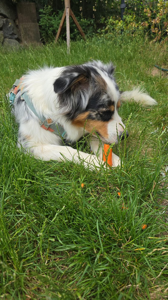 Yummy, Möhrchen! 😂😄😂