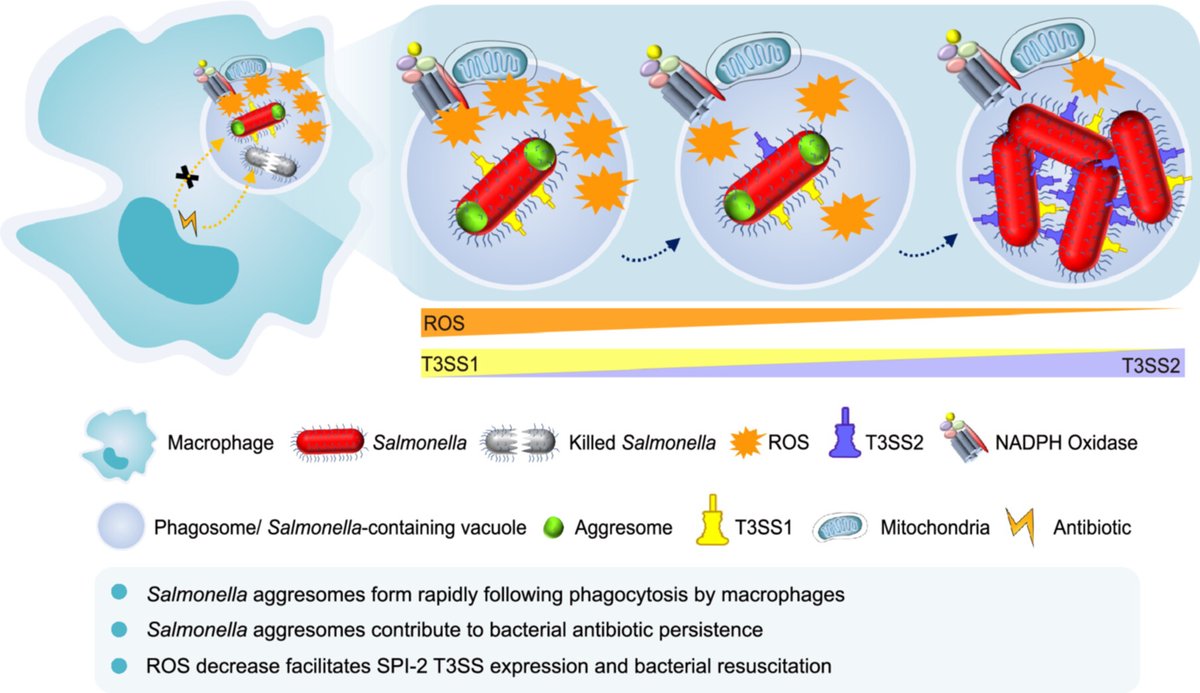 iMeta (@imetascience) on Twitter photo #Macrophageāderived reactive oxygen species promote #Salmonella aggresome formation contributing to bacterial antibiotic persistence onlinelibrary.wiley.com/doi/10.1002/imā¦
#antibiotics #ROS <a href="/wileymicrobio/">Wiley Microbiology</a> #Macrophageāderived reactive oxygen species promote #Salmonella aggresome formation contributing to bacterial antibiotic persistence onlinelibrary.wiley.com/doi/10.1002/imā¦
#antibiotics #ROS <a href="/wileymicrobio/">Wiley Microbiology</a>