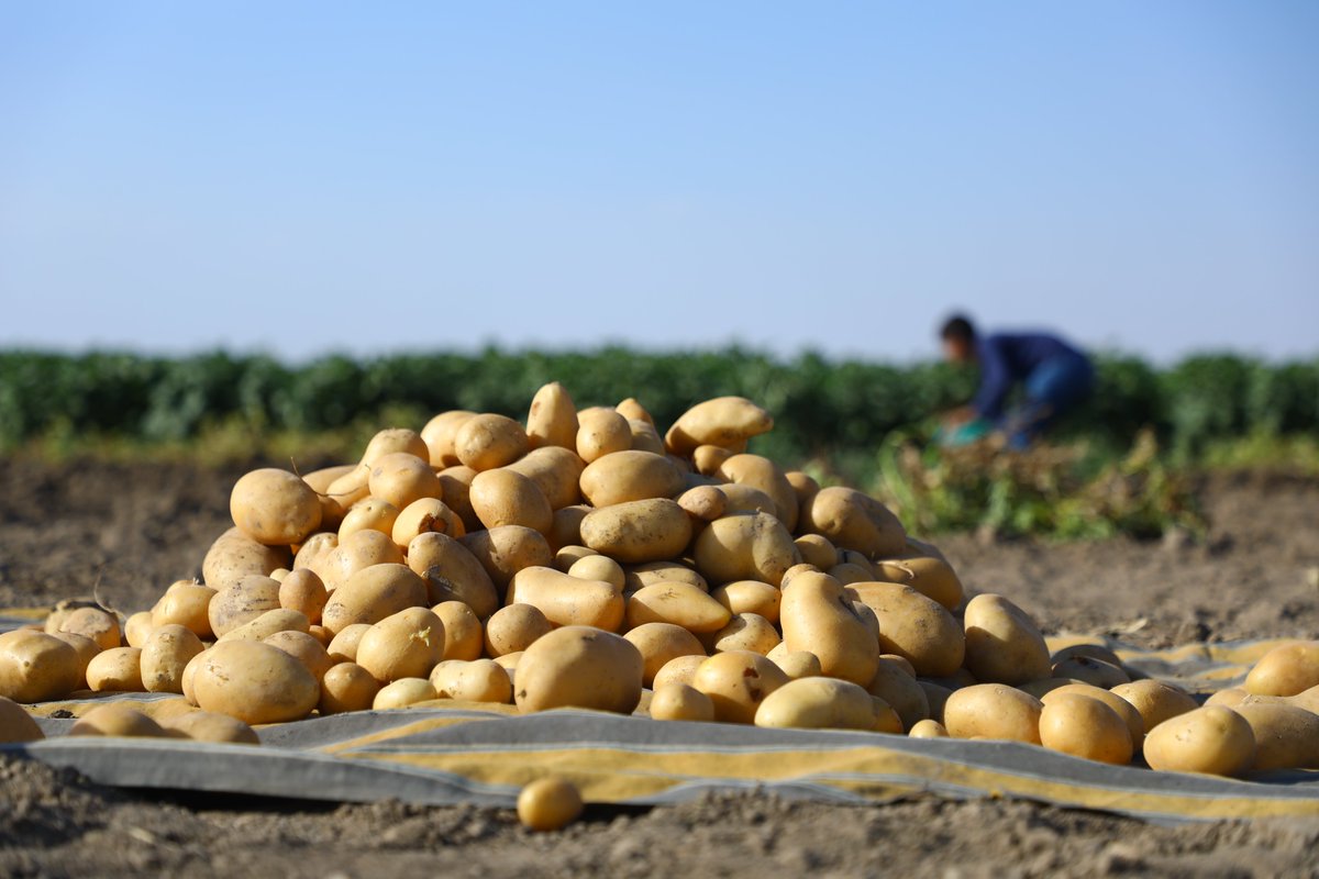 SRTFUND's tweet image. بِدء موسم حصاد #البطاطا في #دير_الزور و #الرقة.
تمكّن 1,891 مزارعاً من تعزيز إنتاجيتهم بعد حصولهم على الدعم عبر توفير المدخلات والمعدات الزراعية، بالإضافة إلى فرص تدريبية متخصصة.
ويقوم هؤلاء المزارعون الآن بحصاد حقول البطاطا التي تصل إنتاجيتها إلى 30 طناً للهكتار، مما يسهم…