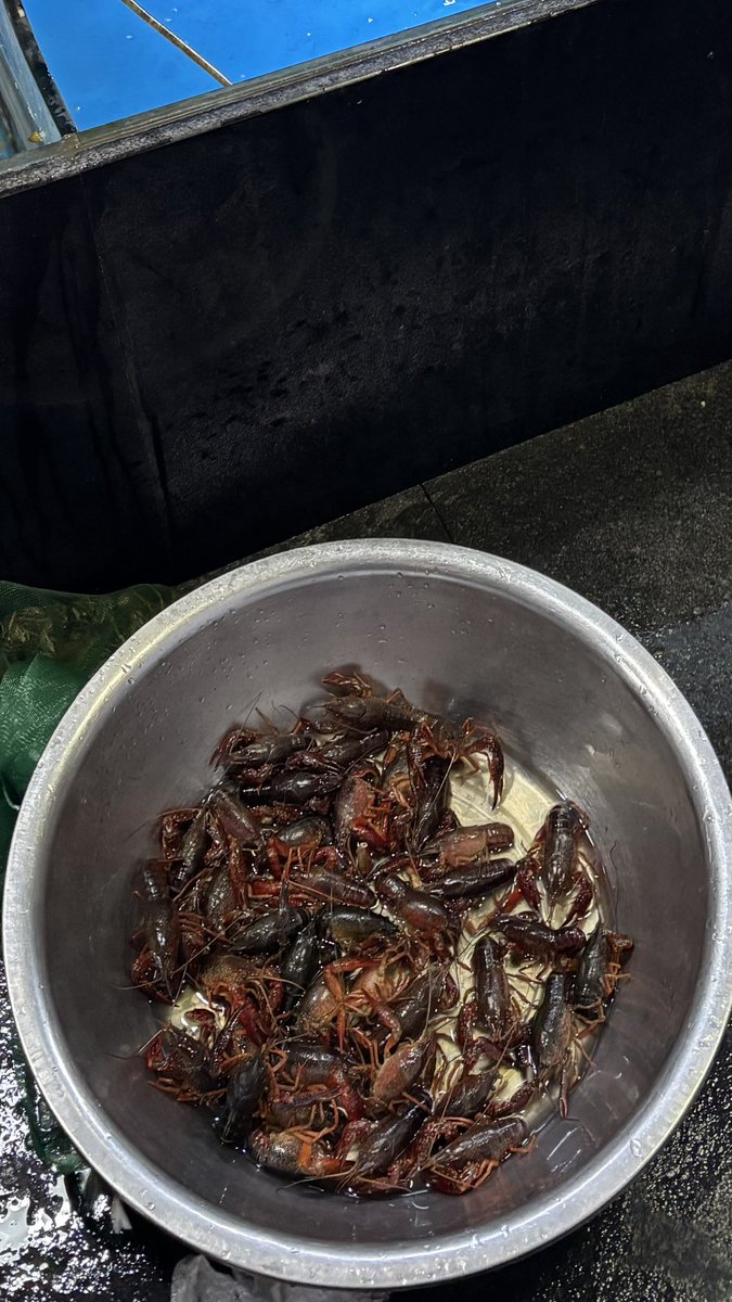 mi_dbd's tweet photo. 私が中国で食べたザリガニ見て https://t.co/kczIq67CEc