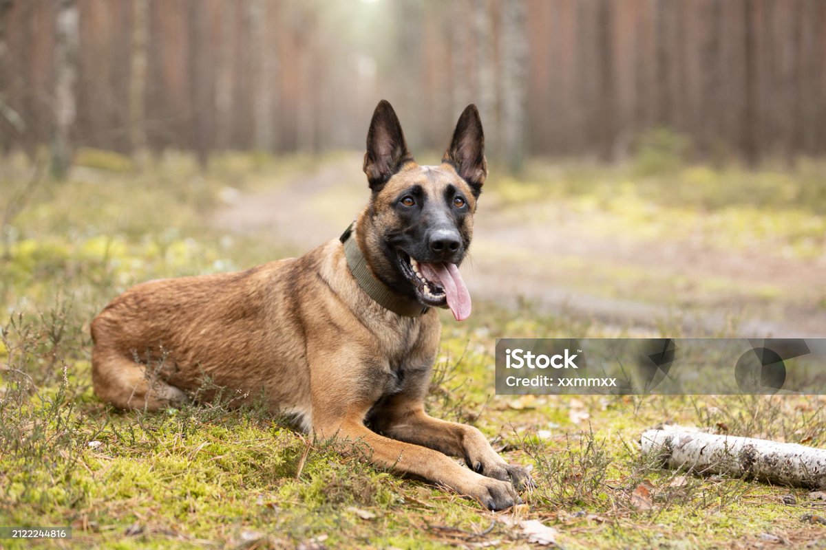 AuCoeurAnimaux's tweet photo. Il avait traîné son berger malinois avec sa voiture : un homme condamné à un an ferme pour avoir mutilé son chien. Le berger belge malinois avait été récupéré par la SPA, en janvier, entre la vie et la mort. Un homme de 38 ans a été condamné vendredi par le tribunal judiciaire de https://t.co/ZMu6S7IcJK