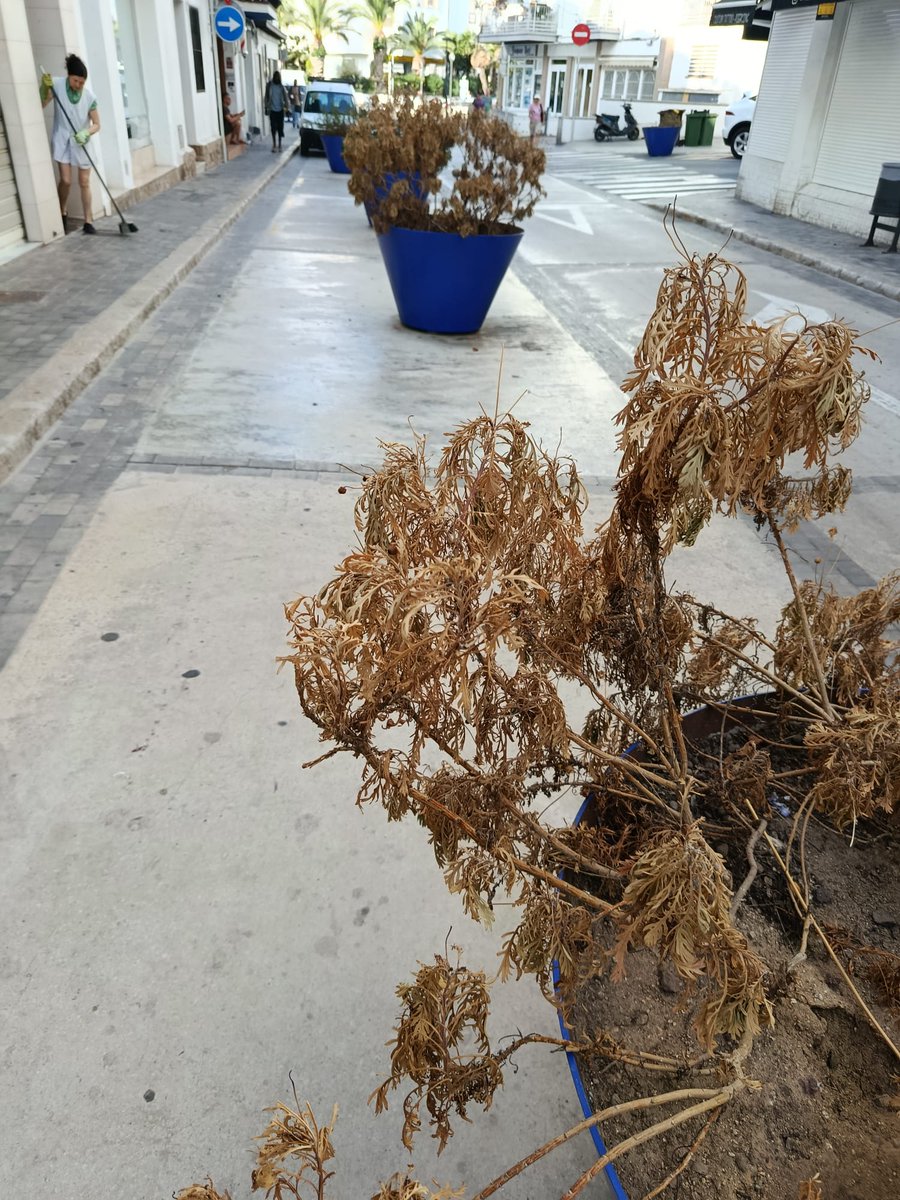 Si les jardineres parlessin, dirien el mateix que diem molts: aquest govern deixa créixer la deixadesa com si fos verd urbà. 🌿🙄
@ajsitges @VilaFloridaCat