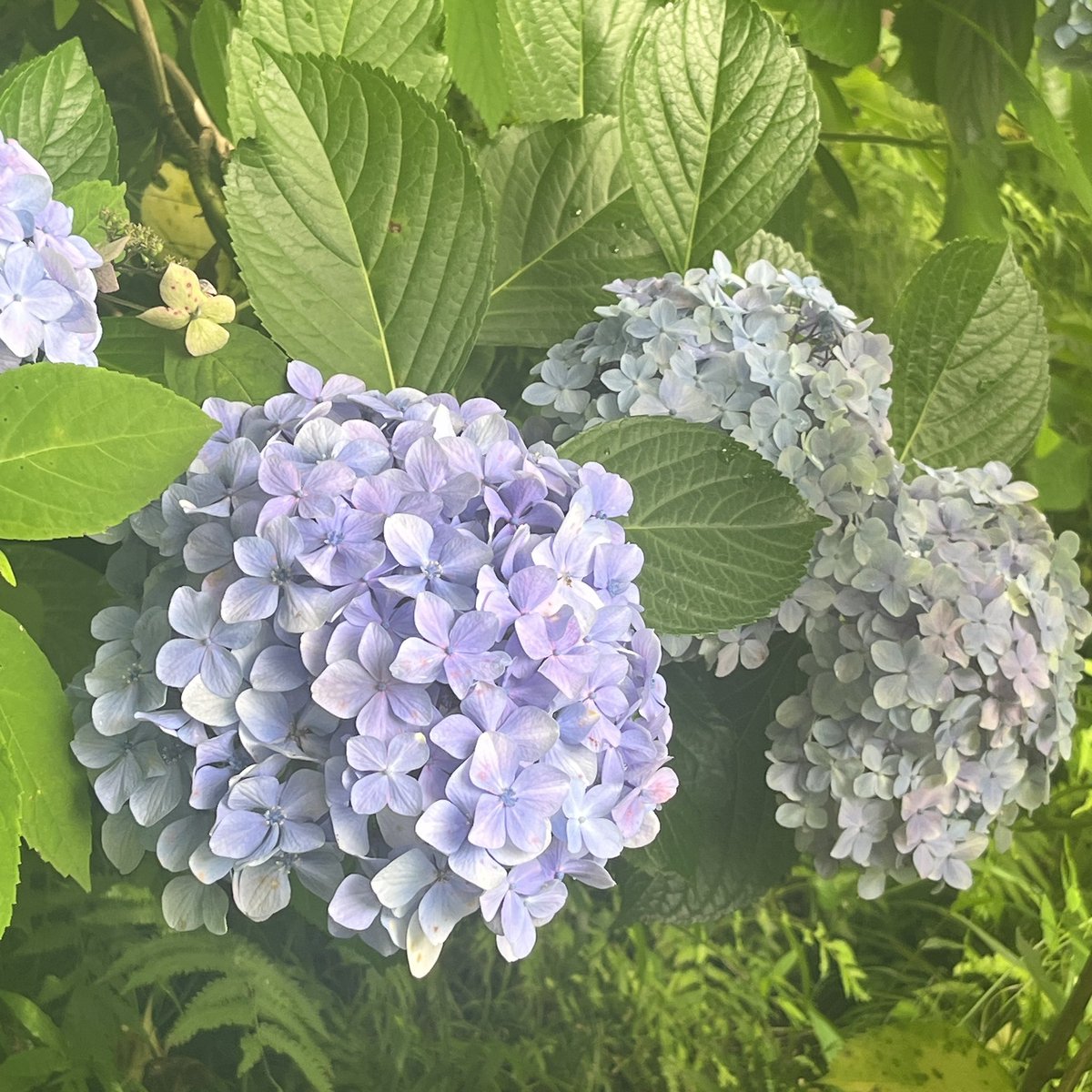 io_ri_spn's tweet photo. お母さんとおばあちゃんとで紫陽花見てきたよ"(ﾉ*>∀<)ﾉ
すっごく暑かったけど、とっても綺麗！！

手作りオルゴールも大満足( ˶  ᷇ 𖥦  ᷆ ˵ )
G線上のアリアいいよね((ﾎﾞｿｯ https://t.co/DV2LTPJJFD