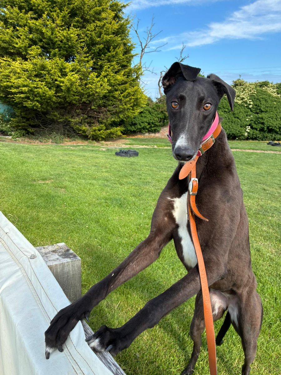 🐶: "Is it time to go racing yet?!"

Someone is keen for Saturday night to roll around 🤣

Tickets for @ArenaRacingCo Kent Silver Salver finals night are on sale 👇

centralpark-greyhounds.co.uk 

#CentralPark 🐾