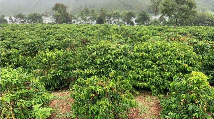 ASD_INRAE's tweet image. Van, L.N., Quang, D.N., Herrmann, L. et al. Restoring soil health from long-term intensive Robusta coffee cultivation in Vietnam: “a review”. Agron. Sustain. Dev. 45, 31 (2025).
doi.org/10.1007/s13593…
#IntensiveCoffeeCultivation #AgriculturalSoilAmendment