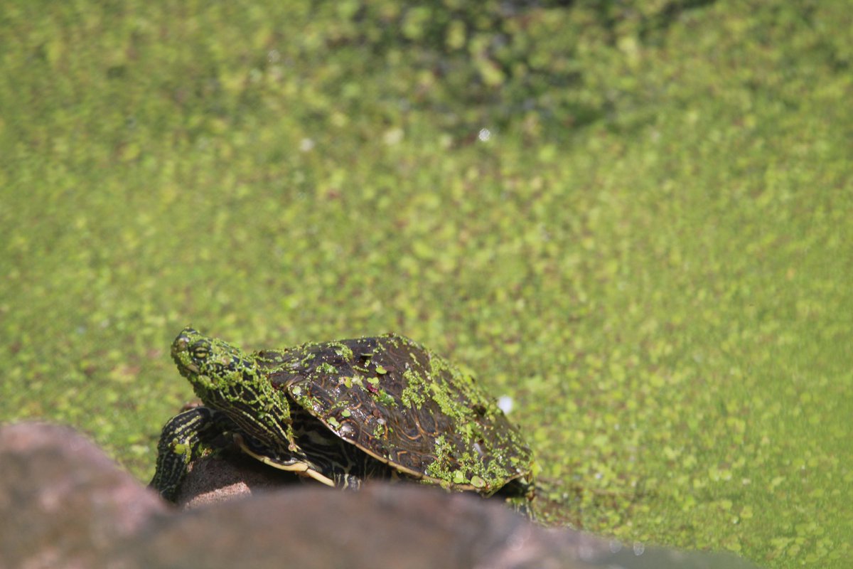 CatharineYogi's tweet photo. Three different Painted Turtles, enjoying the rocks, water and sun! The little green plants provide some camouflage ❤️ 🐢 #turtle #paintedturtle #TwitterNaturePhotography #TwitterNatureCommunity ❤️ https://t.co/IXp0UraPyZ