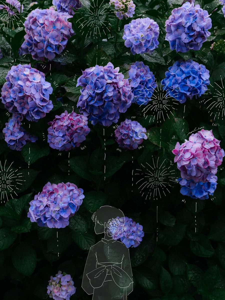 紫陽花が花火みたいに咲いていた。
もうすぐ夏が来るね。