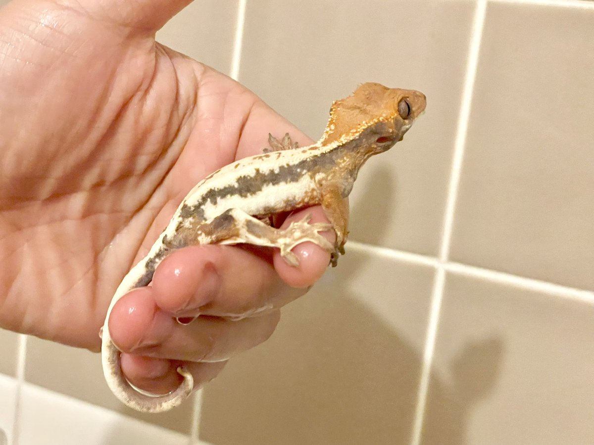 ballpython2019's tweet image. ちょっと前にショップでクレスの値下がりにビックリしながら眺めてたらやたら目でこちらを追い続ける子がいてついついお迎えしてしまった。後悔は一切していない🥳w
クレスは地味に気になるけどお迎えする程ではないかなぁとか思ってたんですけどねw
そしてAmazonで見たパンゲアの値段にビックリw