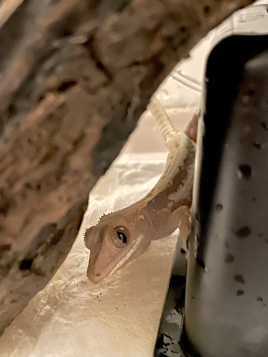 ballpython2019's tweet image. ちょっと前にショップでクレスの値下がりにビックリしながら眺めてたらやたら目でこちらを追い続ける子がいてついついお迎えしてしまった。後悔は一切していない🥳w
クレスは地味に気になるけどお迎えする程ではないかなぁとか思ってたんですけどねw
そしてAmazonで見たパンゲアの値段にビックリw