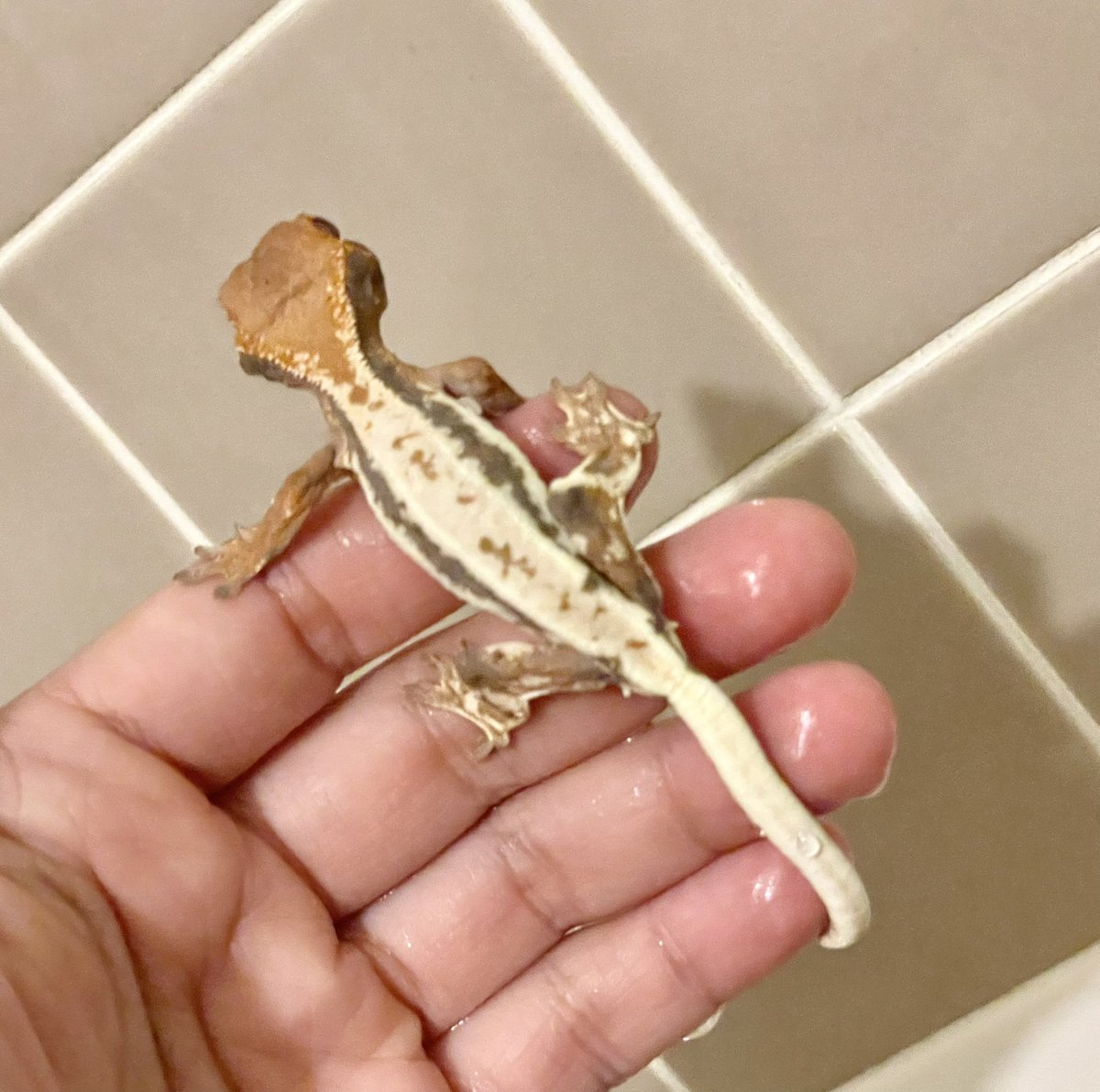 ballpython2019's tweet image. ちょっと前にショップでクレスの値下がりにビックリしながら眺めてたらやたら目でこちらを追い続ける子がいてついついお迎えしてしまった。後悔は一切していない🥳w
クレスは地味に気になるけどお迎えする程ではないかなぁとか思ってたんですけどねw
そしてAmazonで見たパンゲアの値段にビックリw