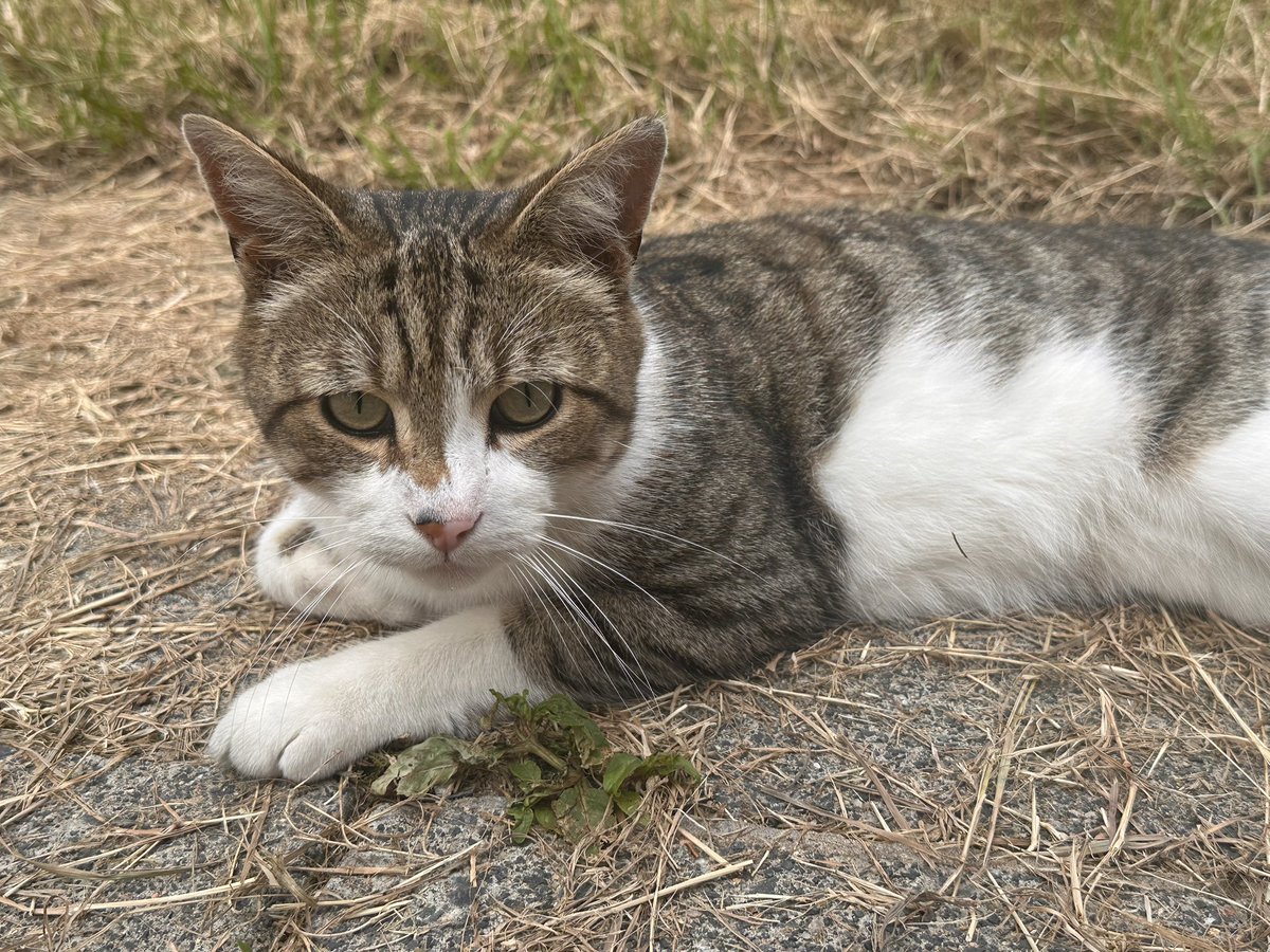 🪽🌸 Sakurachu 🌸🪽 tweet media