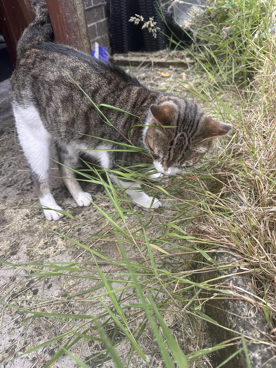 🪽🌸 Sakurachu 🌸🪽 tweet media