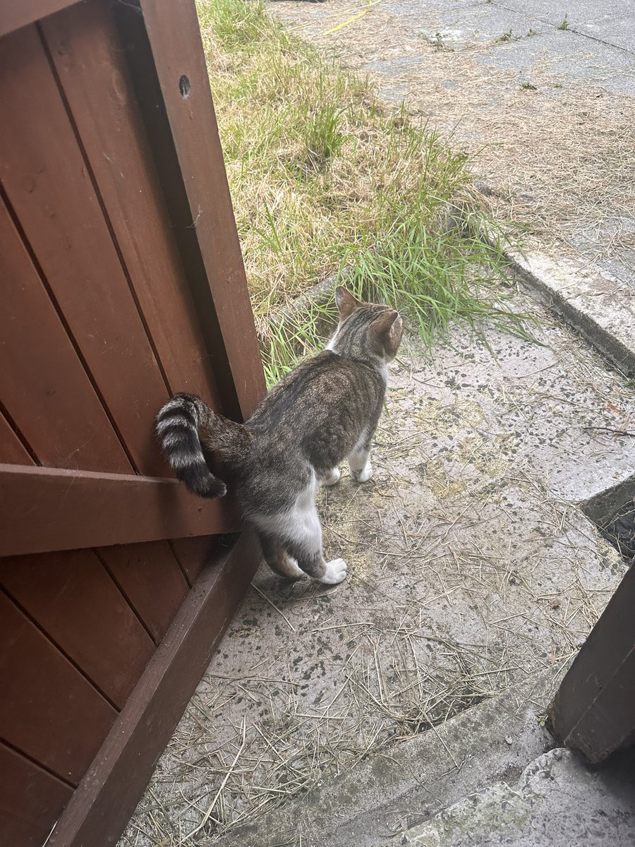 🪽🌸 Sakurachu 🌸🪽 tweet media