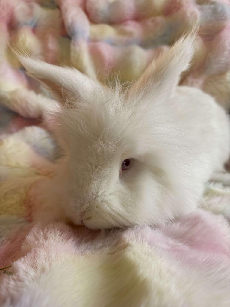 FayFay - ADOPTS AVAILABLE (@bellechawillow) on Twitter photo <a href="/1littlepiglet/">⋆。‧˚ʚ eleanor ɞ˚‧。⋆</a> My own 2 precious bbs. They've been in bunsitting for the past several months & I wish I could bring them to a home of my own. I miss them terribly. Pls give your babies the love I cant currently give mine. The first Pic is my bb girl, Hima, and the second is, my bb boy, Kimba. <a href="/1littlepiglet/">⋆。‧˚ʚ eleanor ɞ˚‧。⋆</a> My own 2 precious bbs. They've been in bunsitting for the past several months & I wish I could bring them to a home of my own. I miss them terribly. Pls give your babies the love I cant currently give mine. The first Pic is my bb girl, Hima, and the second is, my bb boy, Kimba.