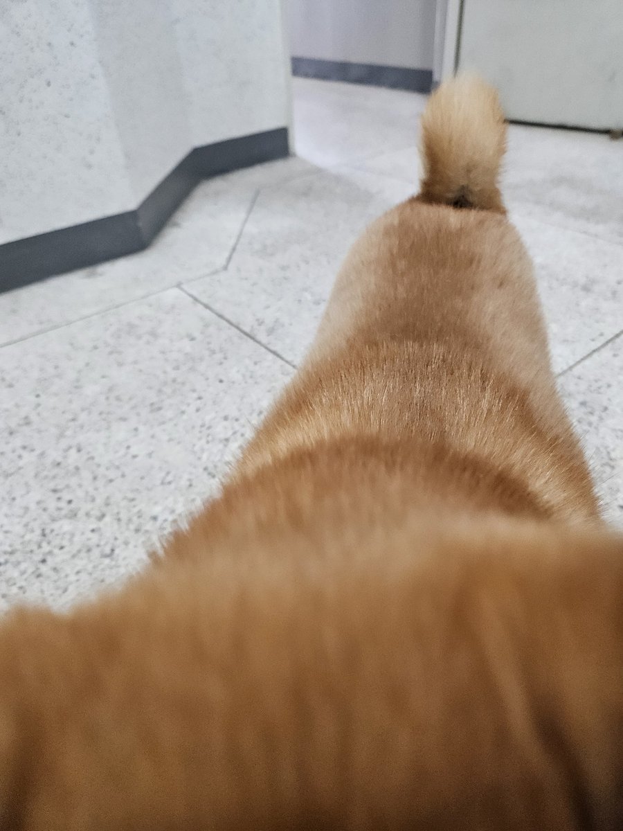 스카프목줄을삼