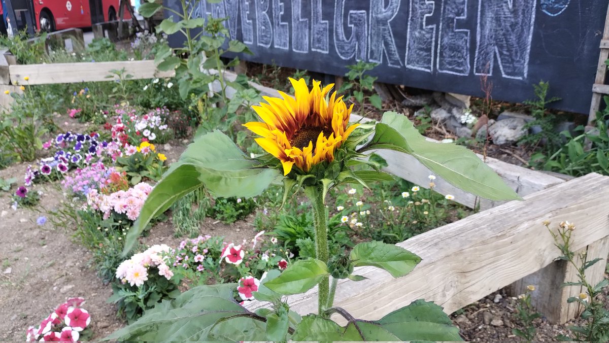 First sunflower is out in the community garden. #bellgreen #sunflower #se26 #sydenham #bellingham #guerrillagarden