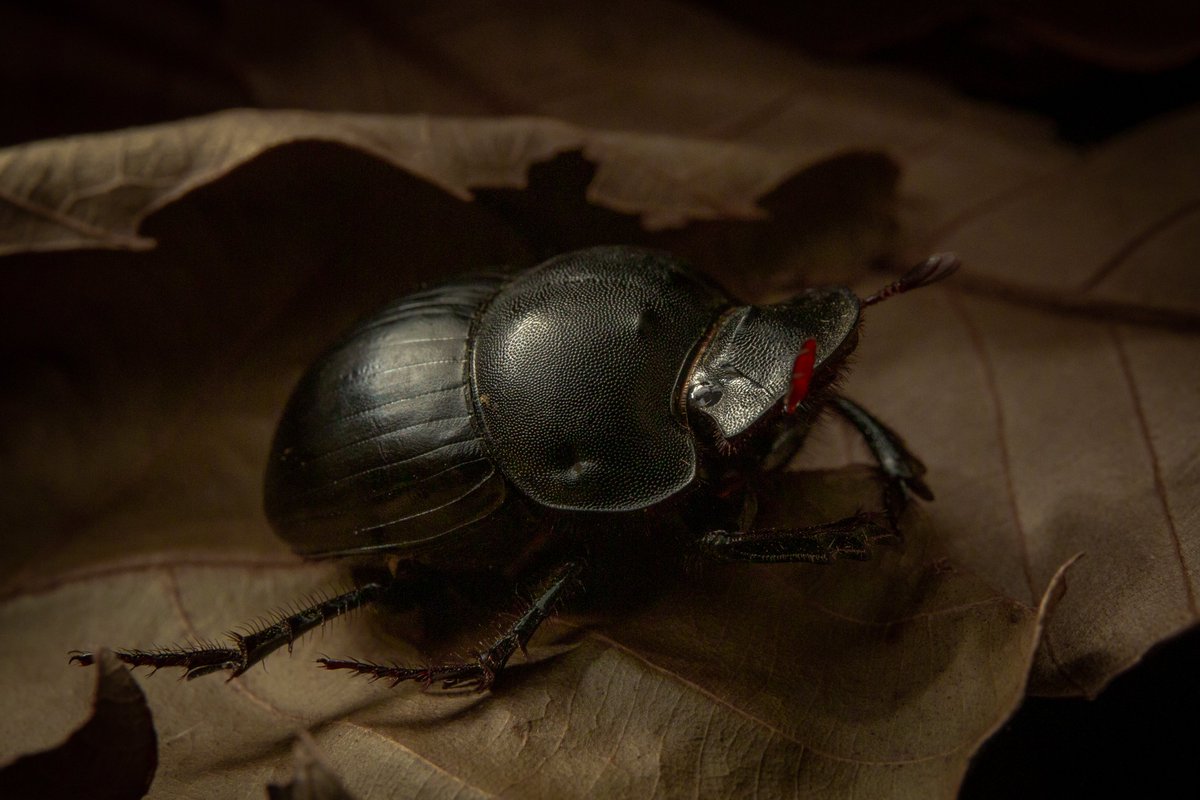 Catharsius javanus 
📷：Canon Eos 5D Mark III  
lens：EF24-70mm f/4L IS USM      

Date：2025.06.23