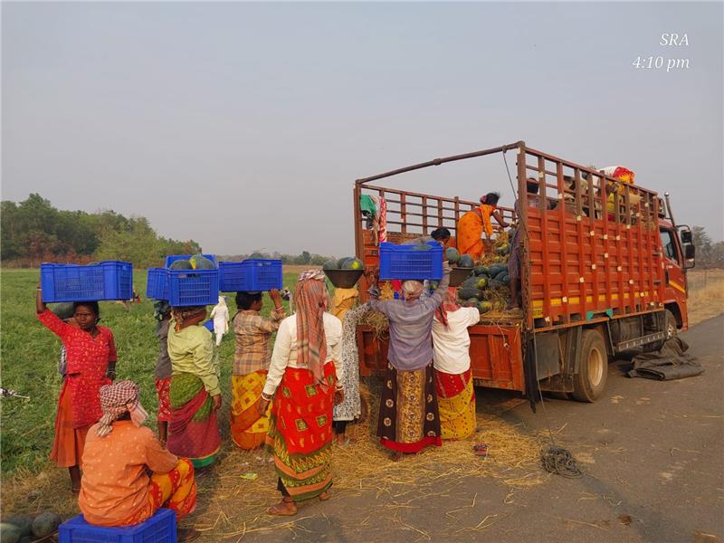 VikashIndia1's tweet image. 🚜 48 tonnes of watermelon, fair prices, direct sales!
The Luguburu Producer Group from Ulidihi &amp;amp; Dighi, with Vikash NGO’s support, showed how collective marketing empowers farmers.
Let’s grow together! 🌱

🔗 vikash.org

#FarmerUnity #RuralEmpowerment #VikashSupport