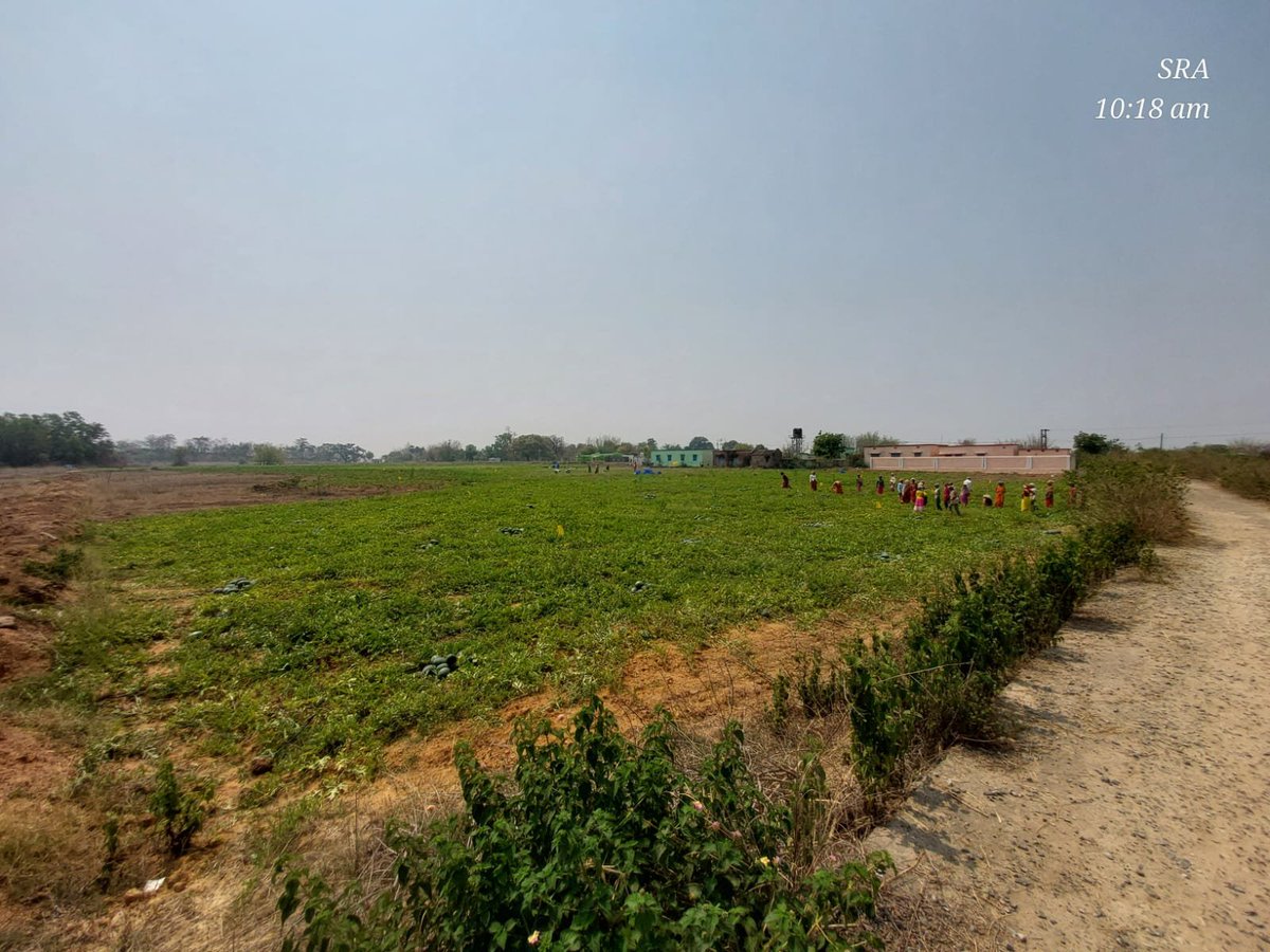 VikashIndia1's tweet image. 🚜 48 tonnes of watermelon, fair prices, direct sales!
The Luguburu Producer Group from Ulidihi &amp;amp; Dighi, with Vikash NGO’s support, showed how collective marketing empowers farmers.
Let’s grow together! 🌱

🔗 vikash.org

#FarmerUnity #RuralEmpowerment #VikashSupport