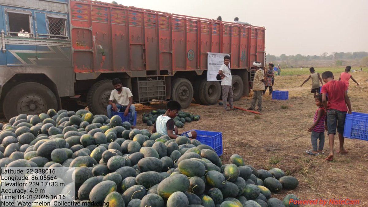 VikashIndia1's tweet image. 🚜 48 tonnes of watermelon, fair prices, direct sales!
The Luguburu Producer Group from Ulidihi &amp;amp; Dighi, with Vikash NGO’s support, showed how collective marketing empowers farmers.
Let’s grow together! 🌱

🔗 vikash.org

#FarmerUnity #RuralEmpowerment #VikashSupport