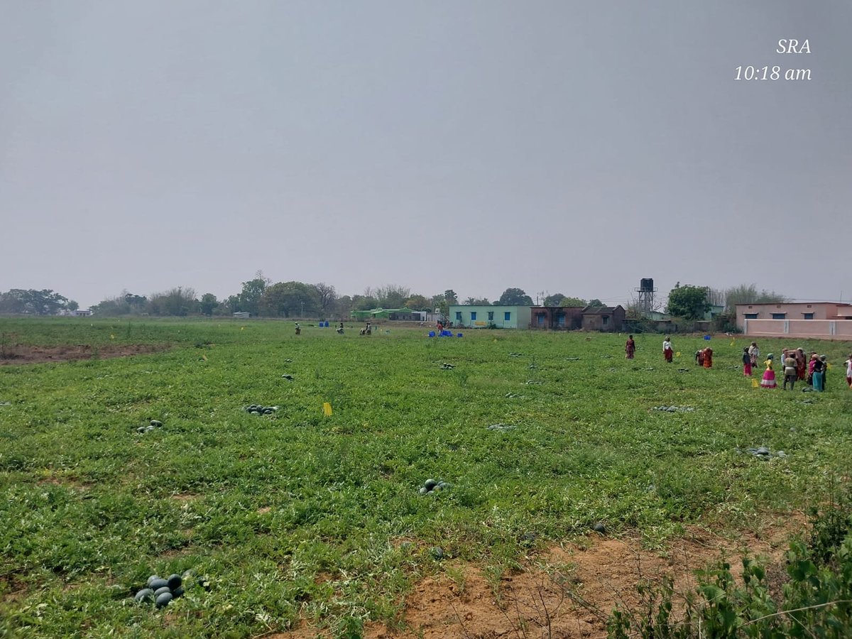 VikashIndia1's tweet image. 🚜 48 tonnes of watermelon, fair prices, direct sales!
The Luguburu Producer Group from Ulidihi &amp;amp; Dighi, with Vikash NGO’s support, showed how collective marketing empowers farmers.
Let’s grow together! 🌱

🔗 vikash.org

#FarmerUnity #RuralEmpowerment #VikashSupport