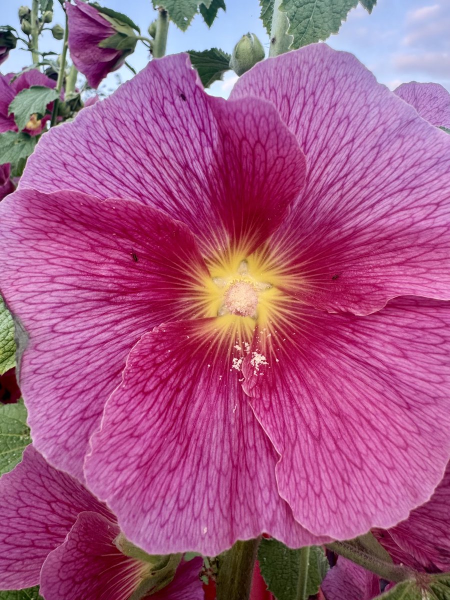 Debbie Chatting tweet media