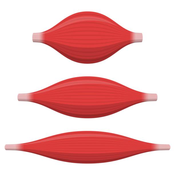 📢New PhD opportunity at the Norwegian School of Sport Sciences using ultrasound, dynamometry, and EMG to study the influence of pressure on muscle contractile dynamics and force production. jobbnorge.no/en/available-j…