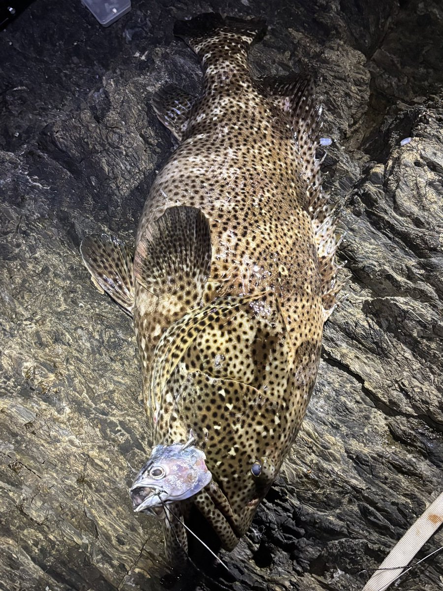 激流だったので潮止まりのタイミングだけ手返し！2投目でヒット🎣
アーラミーバイ　95cm  15kg