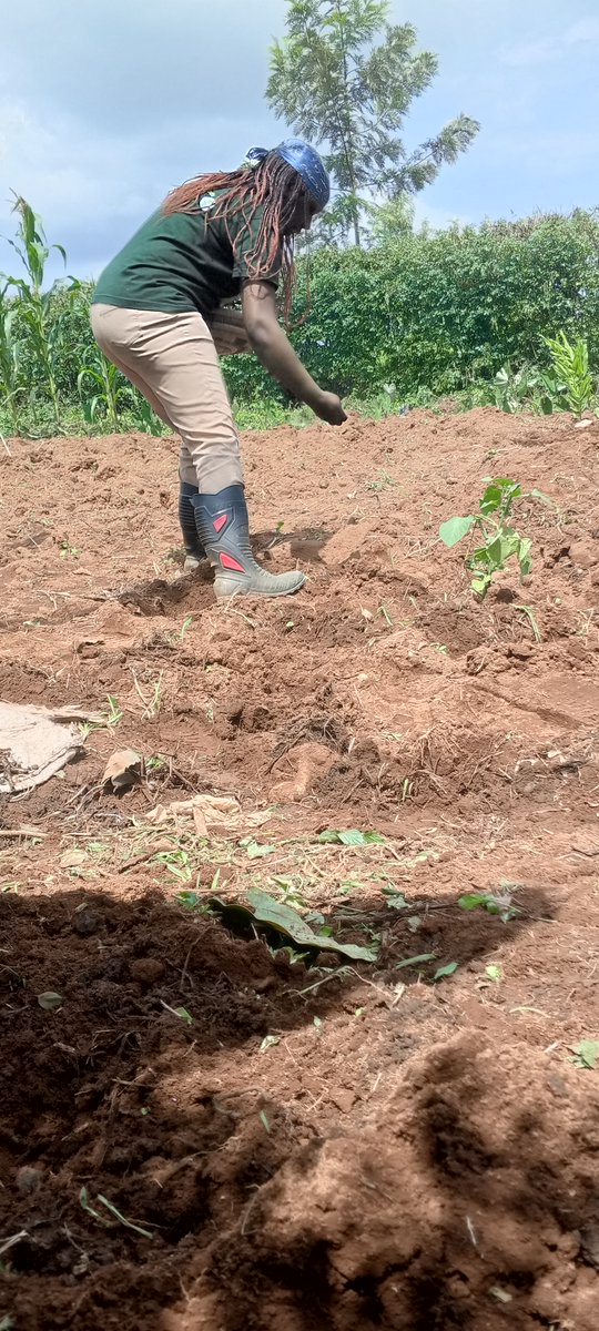 VHNhenry's tweet photo. Our Stories Matter Because Nutrition Matters!
#SMEs
#africanindigenousvegetables
#functionalfoodsecuritysystems
#foodsecuritysystemspodcast
#climatechange
#smallscalefarmers
#highlights
#podcasts
#founders
#fundraising
#Agíkúyúindigenousfoods
#AI
#fromfarmtotable
#preventivecurativemedicine
#whyshouldimarryiamhappysingle
#itsoktobeangryatgod