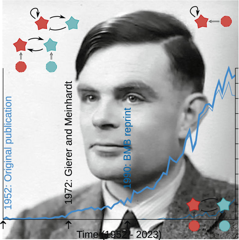 qpb_journal's tweet image. Happy Birthday Alan Turing!
Read The Turing heritage for plant biology: all spots and stripes? published in @qpb_journal - cup.org/4jTDDbS
By Eric Siero & Eva E. Deinum
#PatternFormation #Phyllotaxis #RhoOfPlants