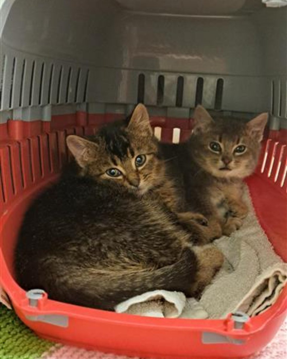 Found in a bin, these two abandoned kittens were discarded like trash. 💔

They were filthy, infested with fleas, and had their whiskers cut off. 

Luckily, someone rescued them and brought them to us for care.

Please always reach out to us instead of abandoning a pet.