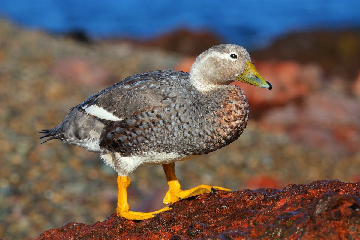 Donuma kadar ıslanıp nesli tükenmekte olan ve uçamayan Ak başlı Forsa Ördeği’ni eşiyle görüntülemeyi başardım. Dünyada eşi benzeri görülmemiş kadar iyi fotoğraflarla… 😍 Değdi. Böylece güney Amerika’daki üçü uçamayan toplam dört forsa ördeğini de görmüş oldum. Nesilleri azalan
