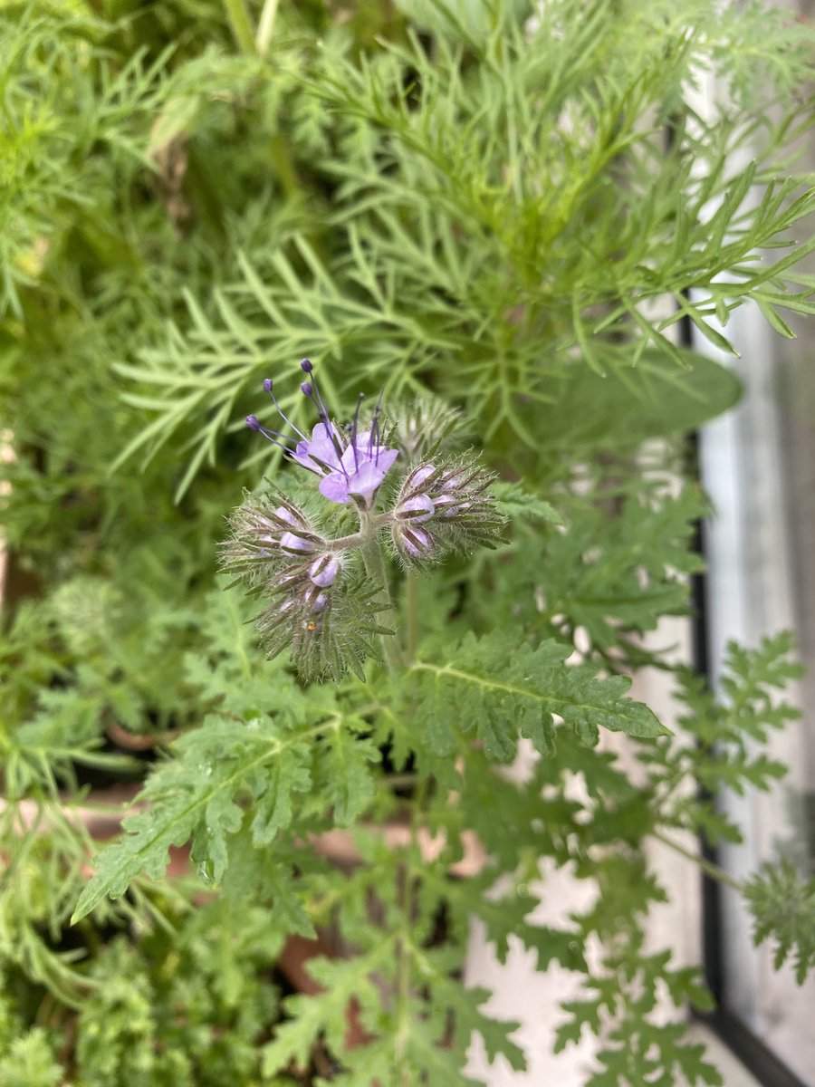 SamanthaHarrie3's tweet image. Progress of nasturtium flower and #SeedsForBees flower