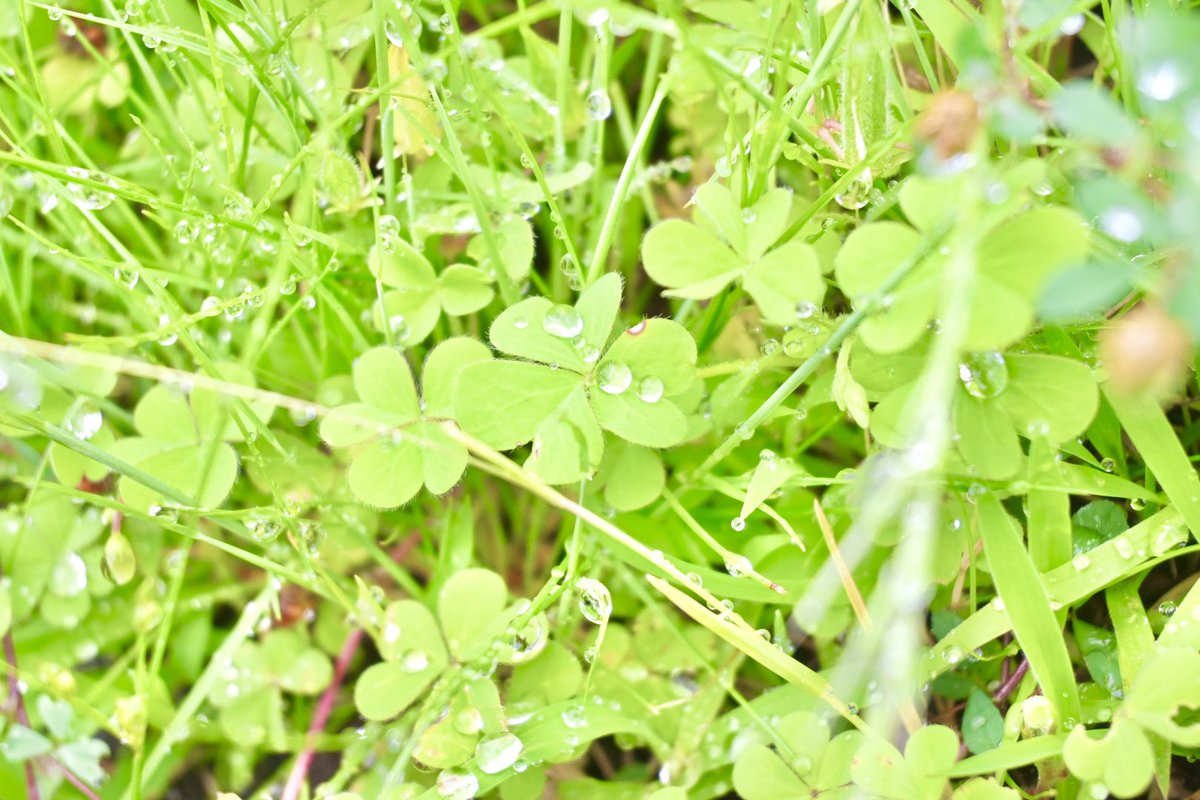 雨上がり
#写真が好きな人と繋がりたい