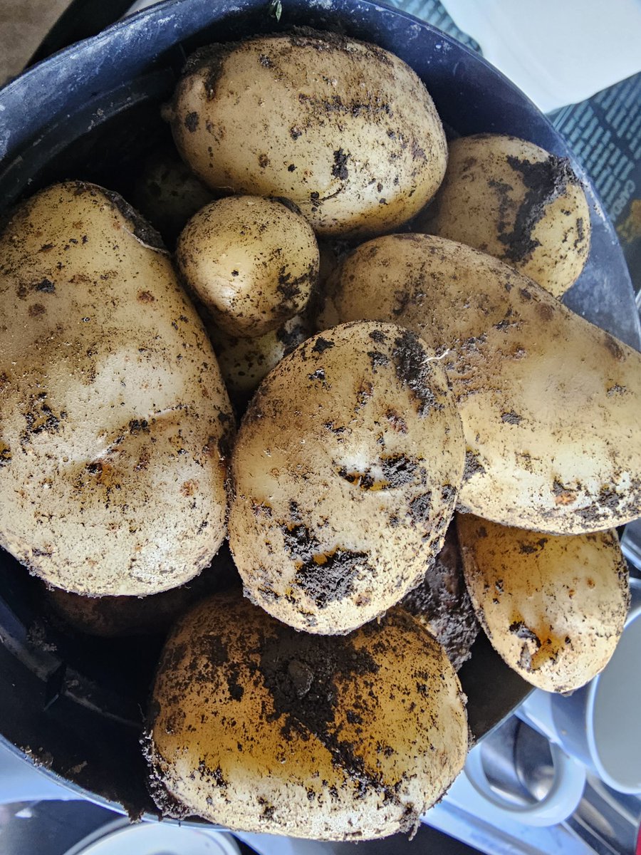 MalMarlais's tweet image. New season  tats coming up nicely with no blemish  on the skins at all now. Same variety same row.
#Baffled