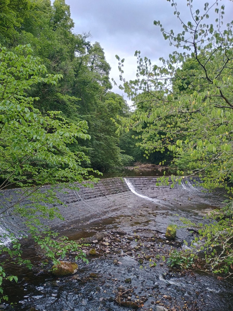 WOLCT's tweet image. A morning wade ahead from Bogs bridge to Spylaw park on the search for invasive species for our volunteers.

@Edinburgh_CC #inns