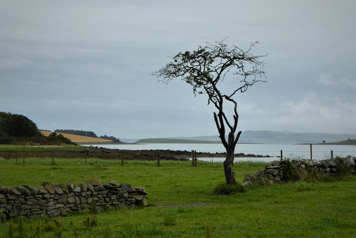 Derek Flack (@barracuda147) on Twitter photo Gibbs Island, a <a href="/NationalTrustNI/">National Trust NI</a> property on the western shores of Strangford Lough #countydown Gibbs Island, a <a href="/NationalTrustNI/">National Trust NI</a> property on the western shores of Strangford Lough #countydown