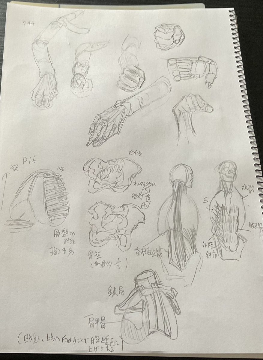 【#日々描く #絵次郎  106日目】2025.3.9〜
・モルフォ人体 p17
胸郭と骨盤との距離は指3つ分
胸郭は骨盤の内側に入ることも
女骨盤は相対的に大、絶対的に小さい
脊柱起立筋は一際目立つ
外腹斜筋、腹直筋は腹部周辺の筋肉

・手足 p44
・今日の犠牲者ミスタ
・hide/channelさん10分クロッキー 2週目 